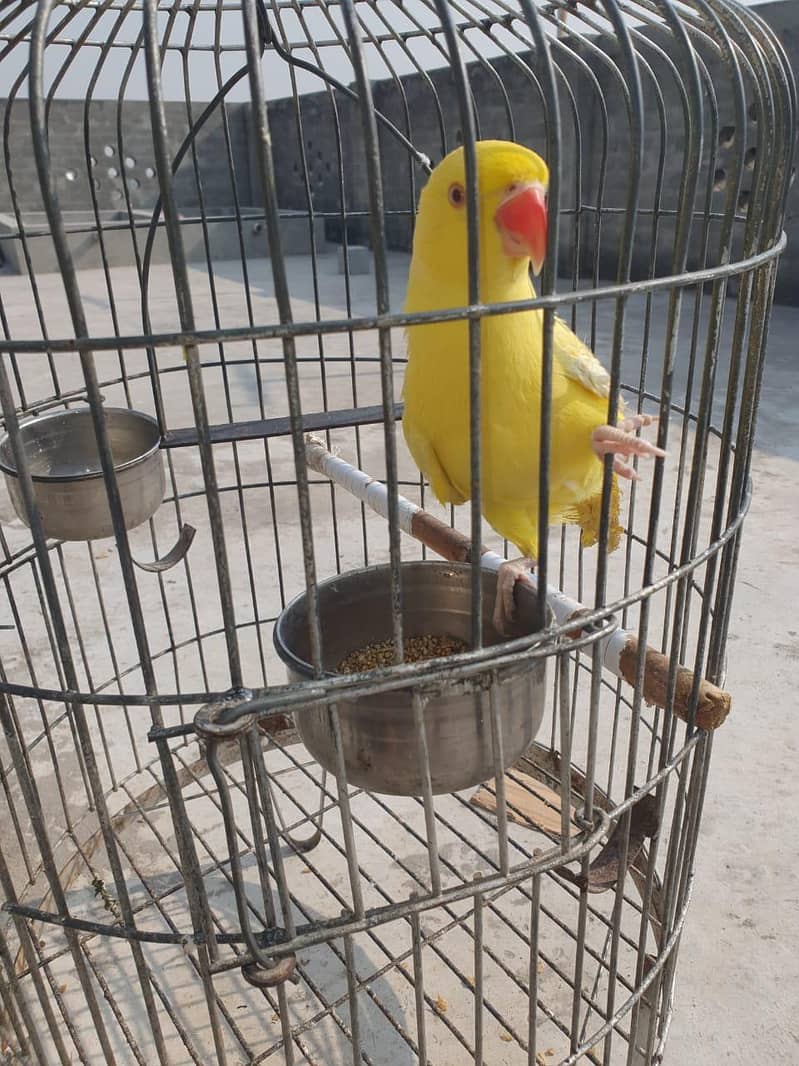yellow ring neck 2