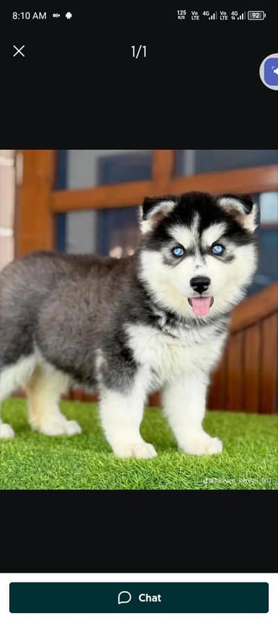 Siberian husky fore sale Whatsapp number 0319.2144599
