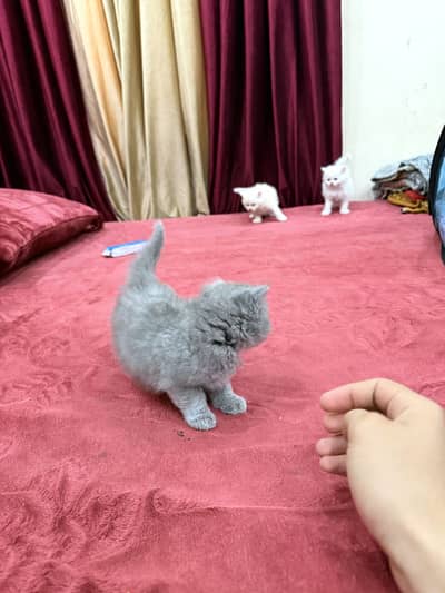 1 male 3 female 4 cats breed American age 1 month 1 cat price 15k