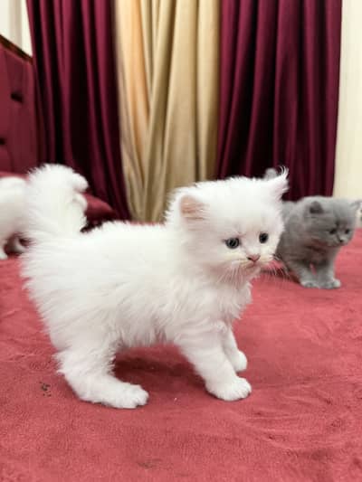 1 male 3 female 4 cats breed American age 1 month 1 cat price 15k