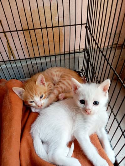 Beautiful cat for sale