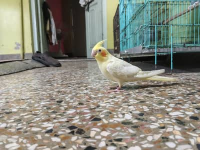 all types of parrot urgent sale