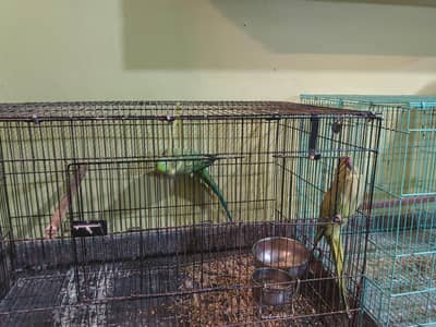 all types of parrot urgent sale