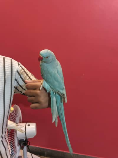 all types of parrot urgent sale