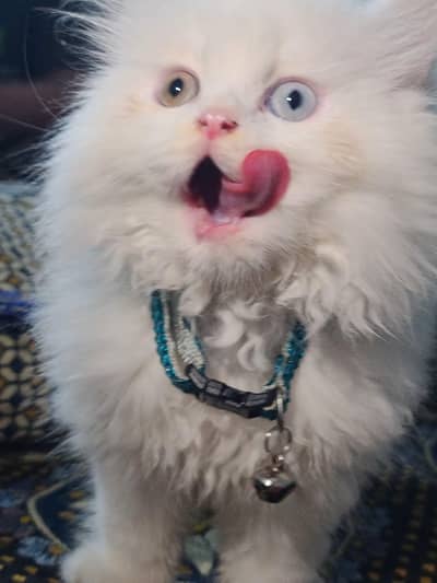Persian male cat