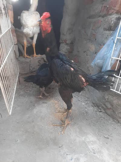 Thai trio set 03234372267