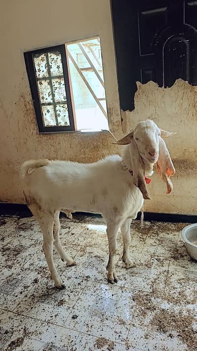 QURBANI KE 2 BAKRE FOR SALE