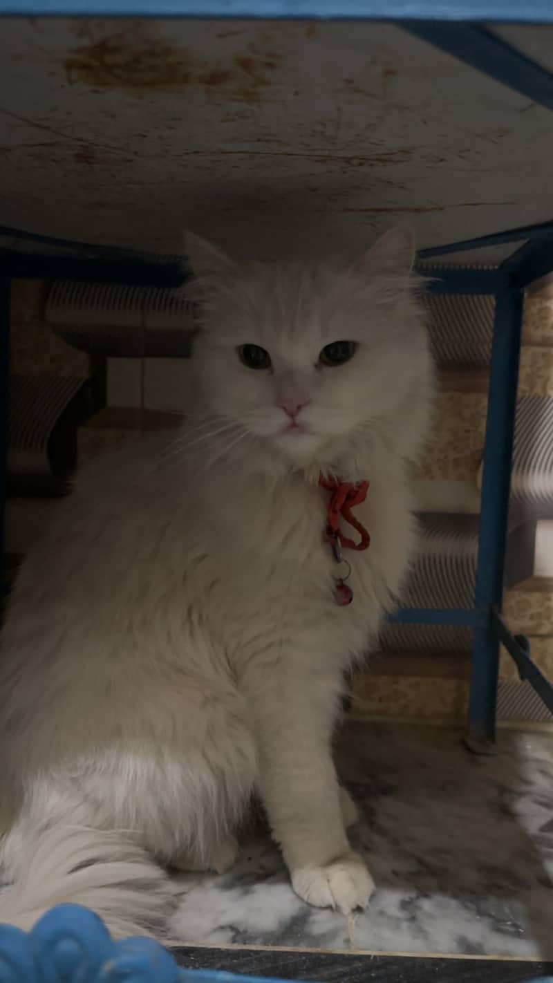 Mano Catt 0