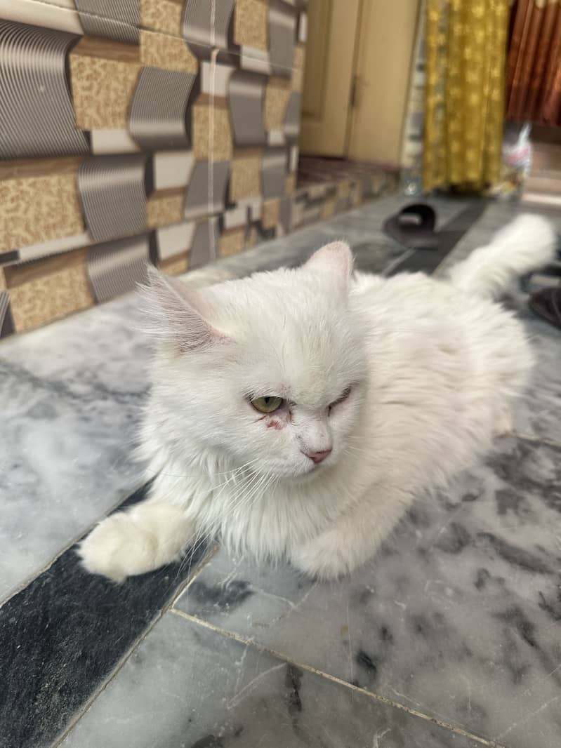 Mano Catt 1