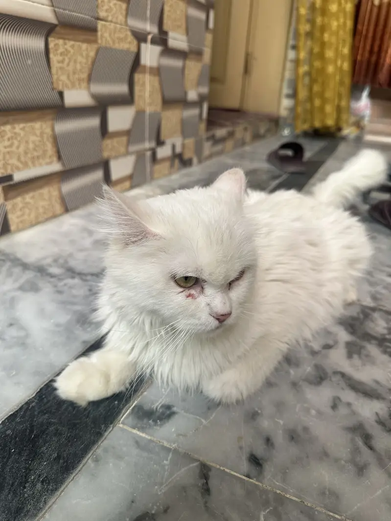 Mano Catt — photo 2