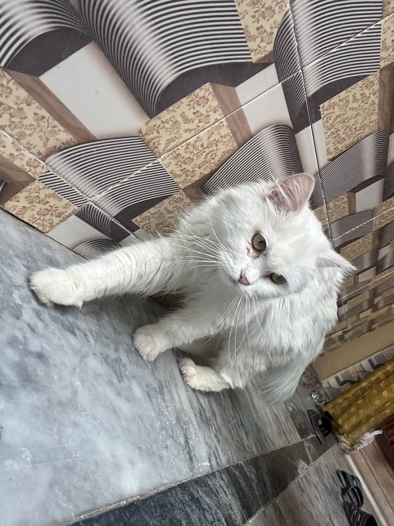 Mano Catt 3