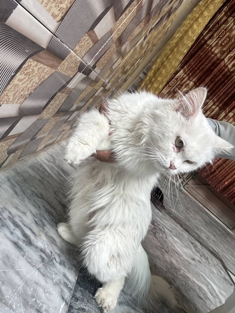 Mano Catt 4