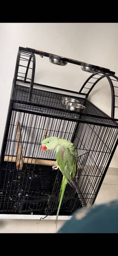 Birds cage