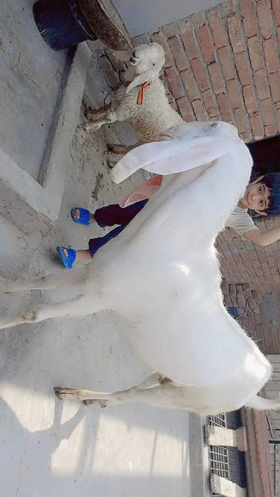 Qurbani Bakra For sale 2026