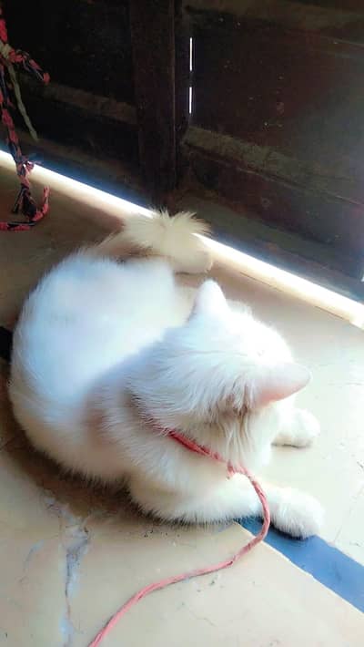 Persian triple coated
