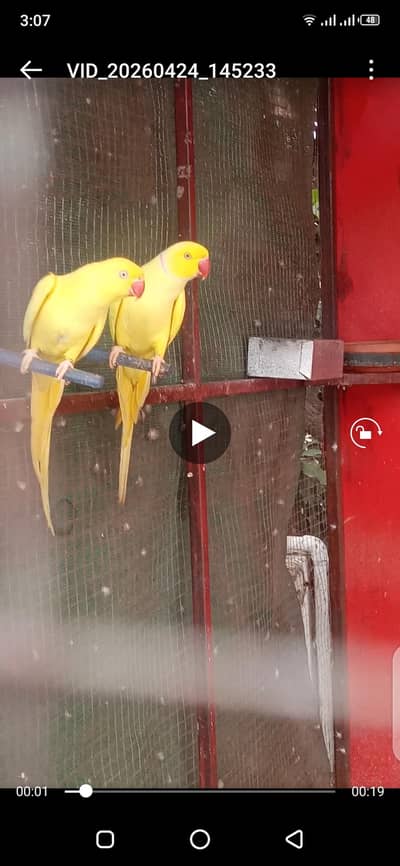 YELLOW RINGNECK