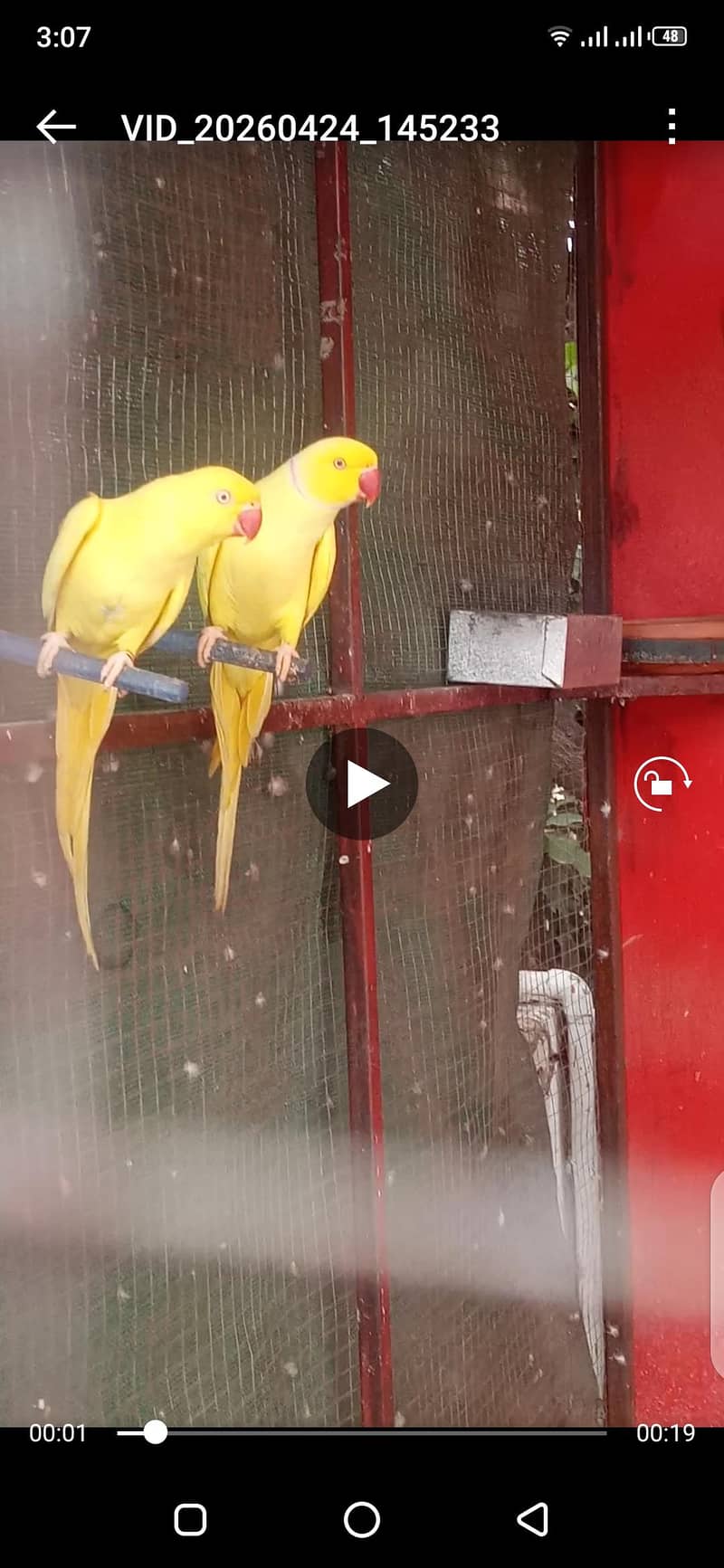YELLOW RINGNECK 0