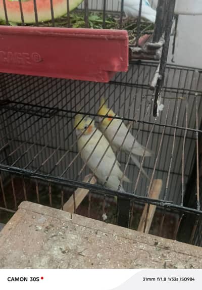 Cockatiel pair for sale