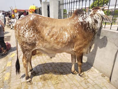 Male Qurbani Wacha 2026 For sale