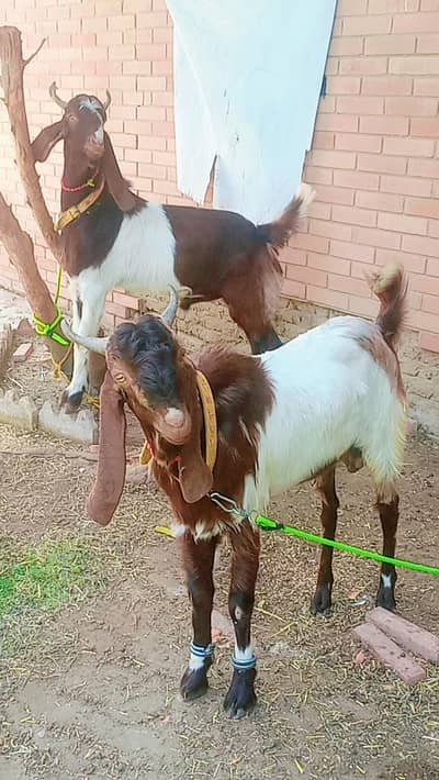 2 Danth Bakra For sale jodi Qurbani 2026