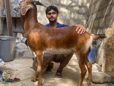 Hyderabadi Tapra