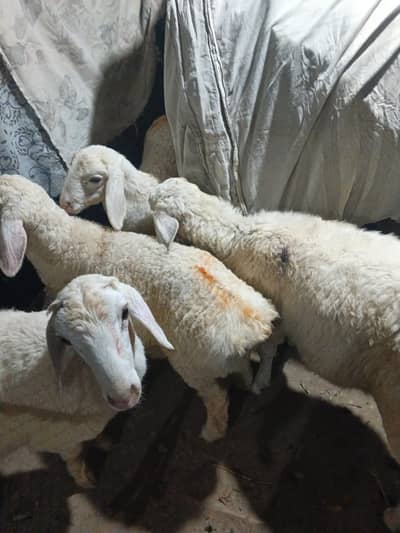 Sheeps | bakry | talganag breed chatry | sheeps for sale