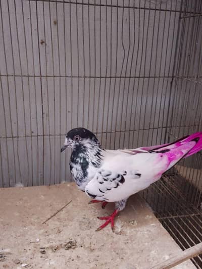 bateri sialkoti female for sale