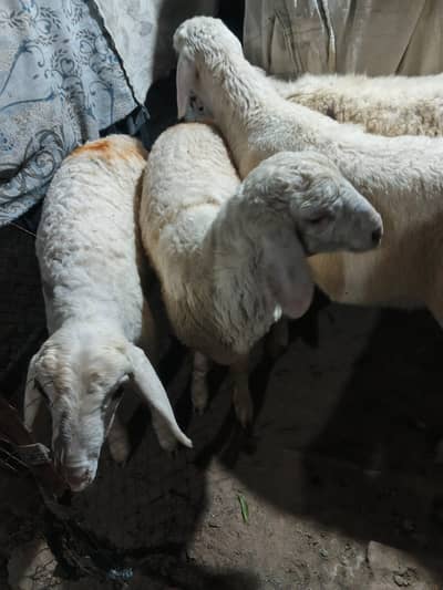Chatry | sheeps | bakry | talagang breed chatry for sale
