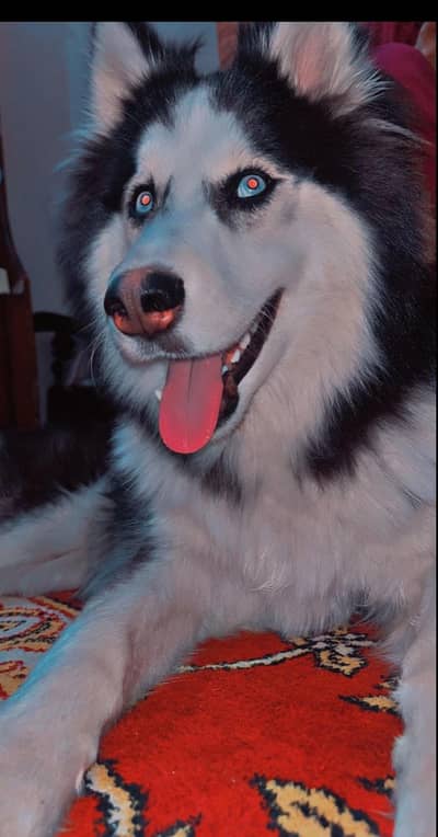 Siberian Husky Dog For Sale .