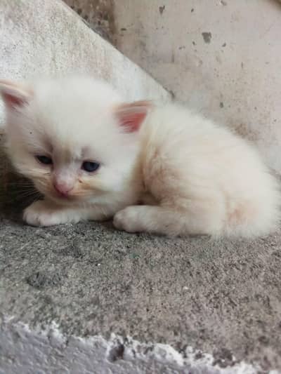 white kitten 