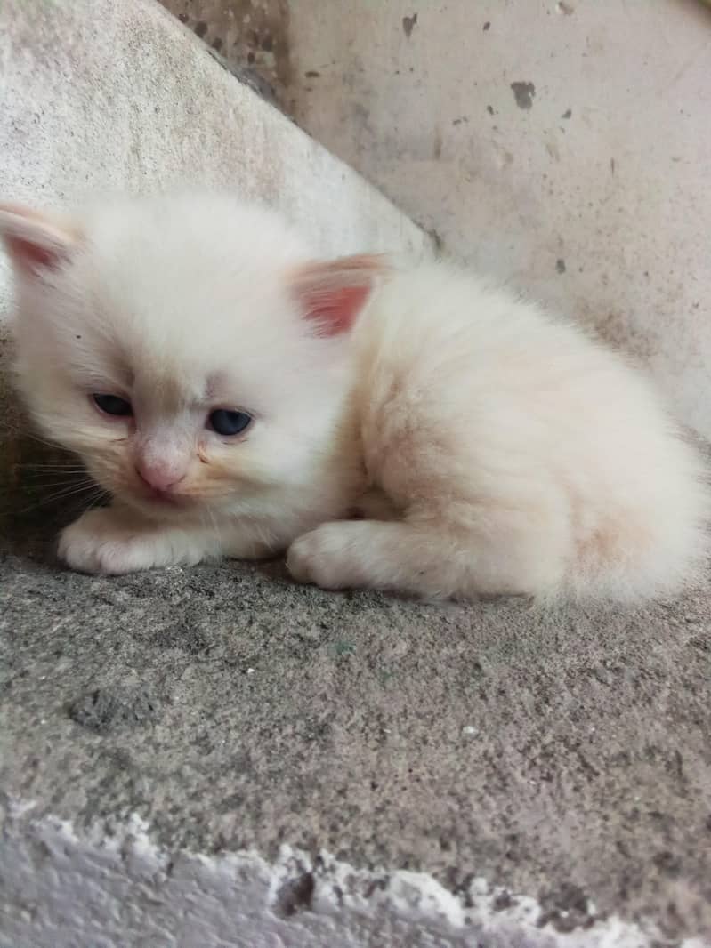 white kitten  0