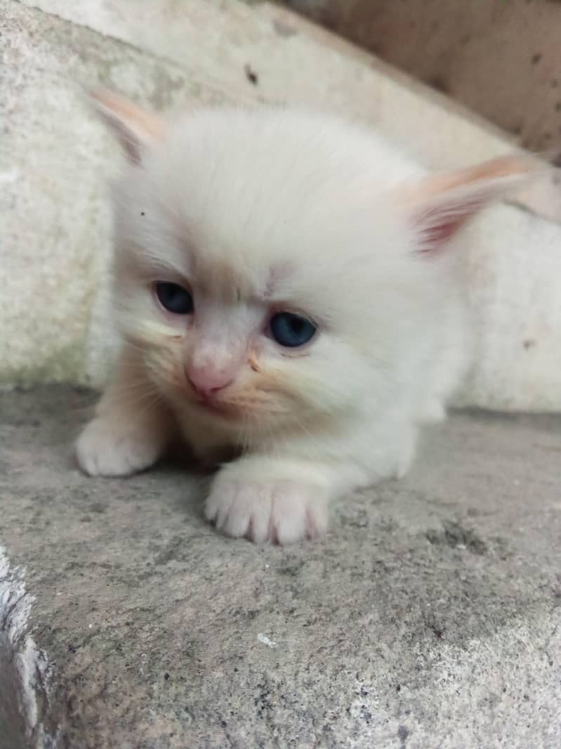 white kitten  1