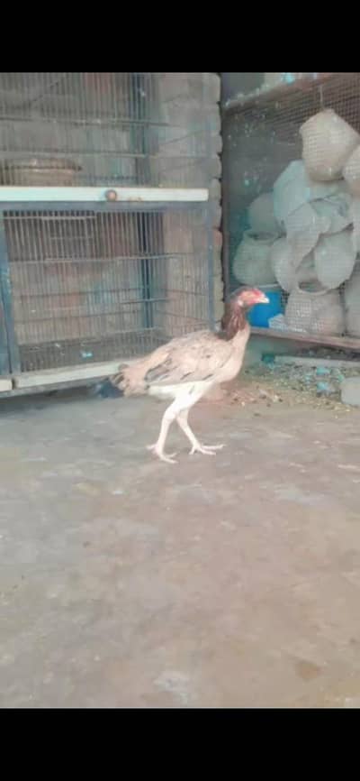 Adult aseel female for sale ready to breed good colour good weight