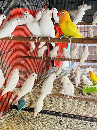 Love birds