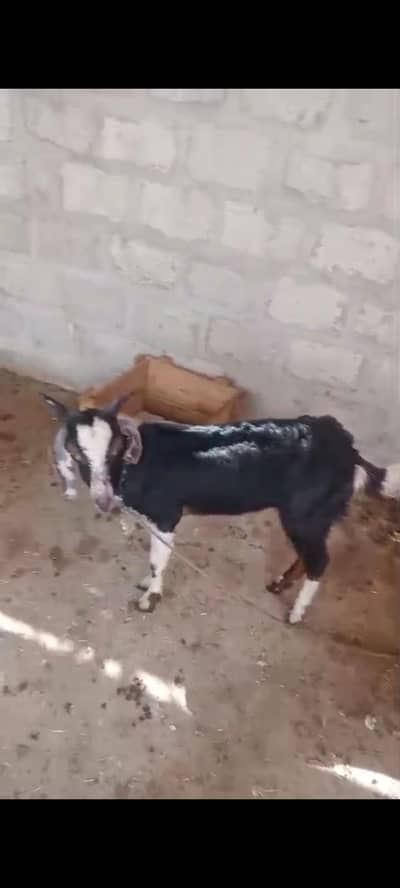 dono bakriyan sell krni hen