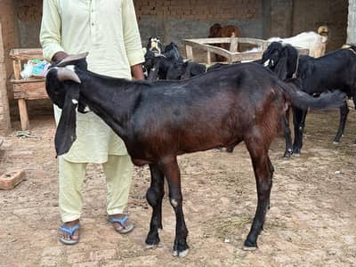 Andal bakra | Khassi | donday bakry | Goat for sale | 2100 per KG |