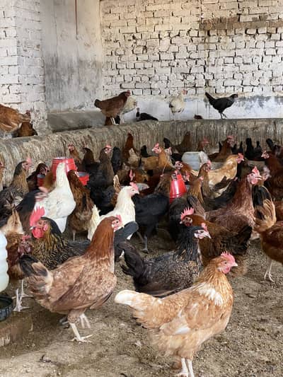 Desi Hen / Golden Misri Hen / Egg Laying