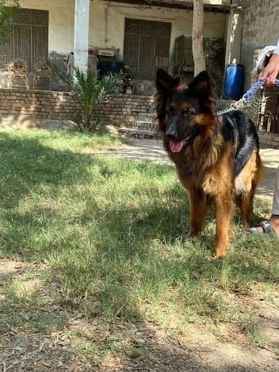 German shepherd 10 month