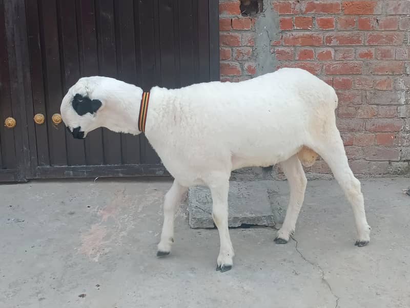 Mudra chatra 3