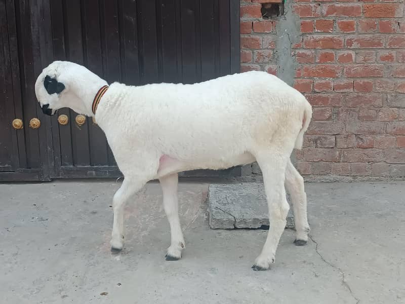 Mudra chatra 4