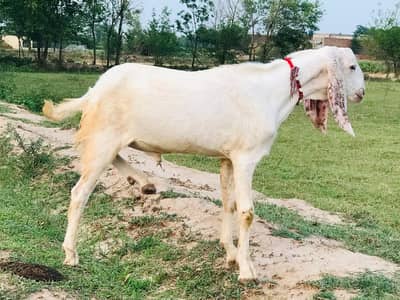Andal bakra | Khassi | donday bakry | Qurbani 2026 | بکرا