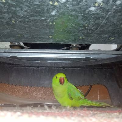 Green Neck Parrot for Sale – 6 to 8 Months Old