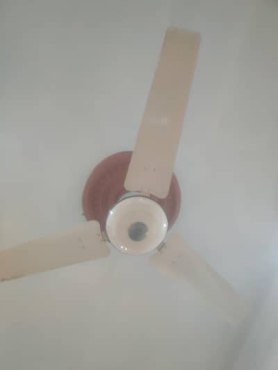 5 Royal Fans ac dc for sale