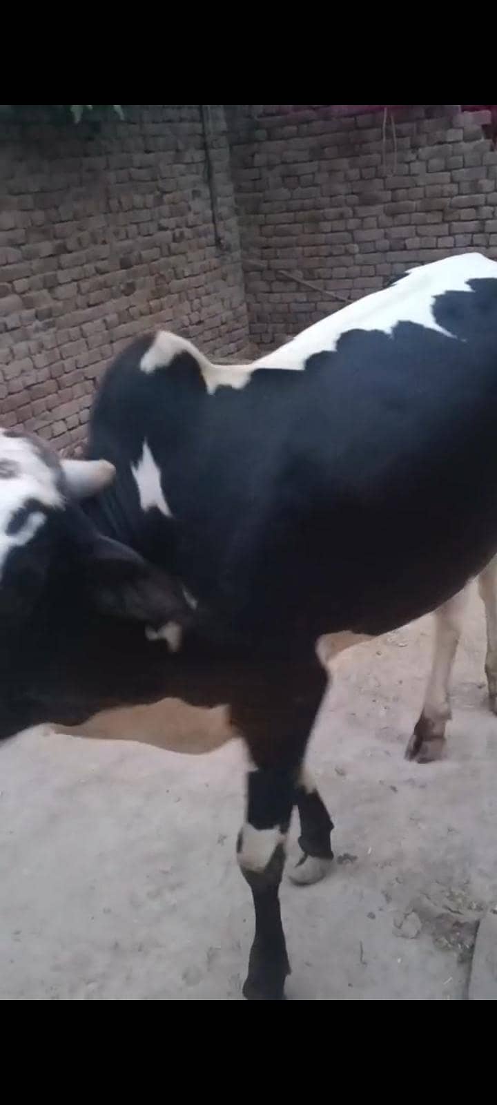 بچھڑا فار سیل 0