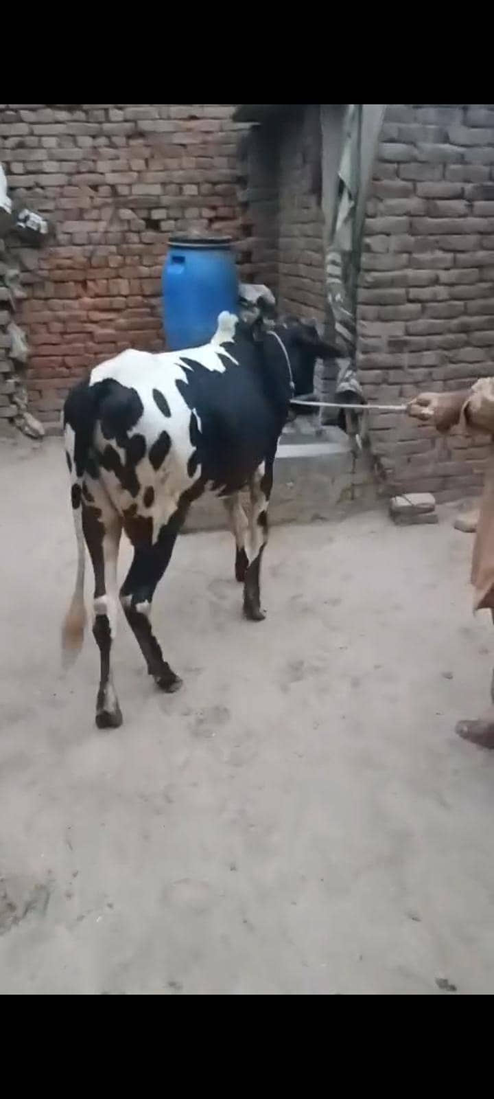 بچھڑا فار سیل 1