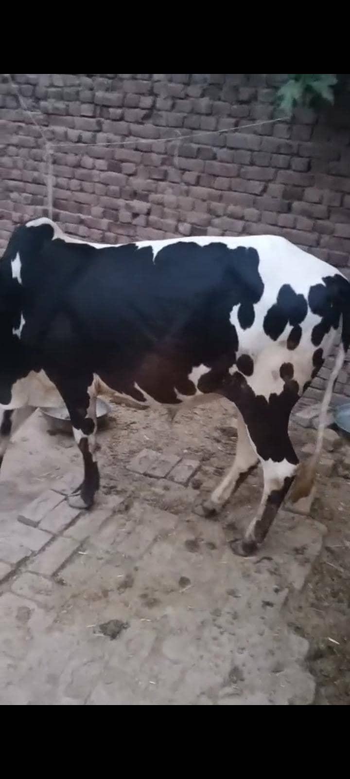 بچھڑا فار سیل 2