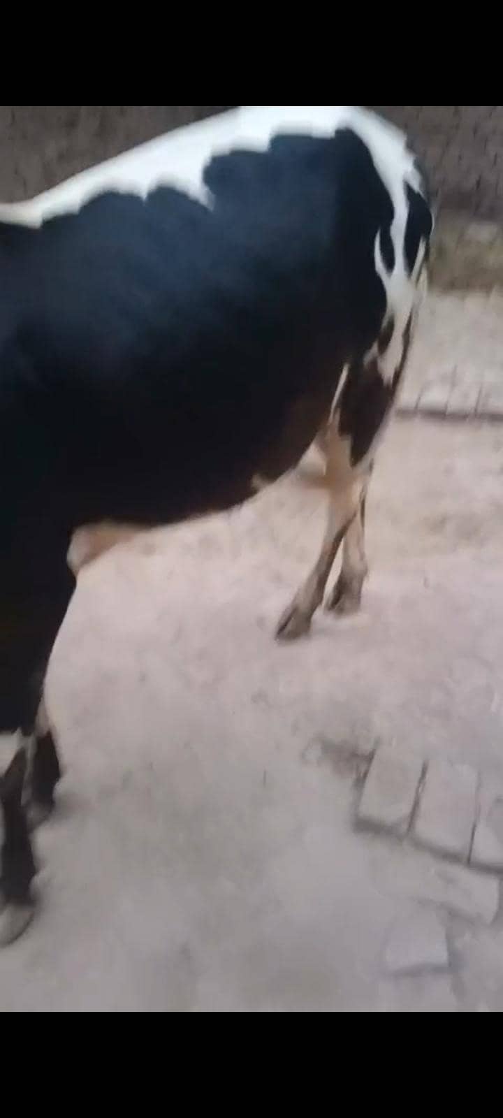 بچھڑا فار سیل 3