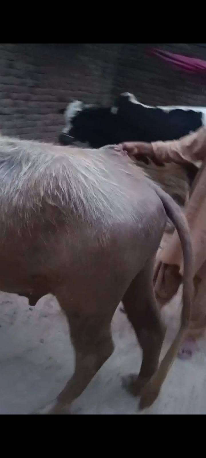 بچھڑا فار سیل 4