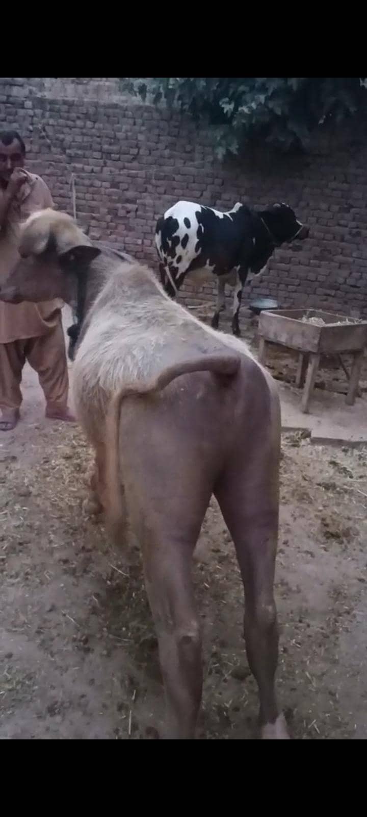 بچھڑا فار سیل 5