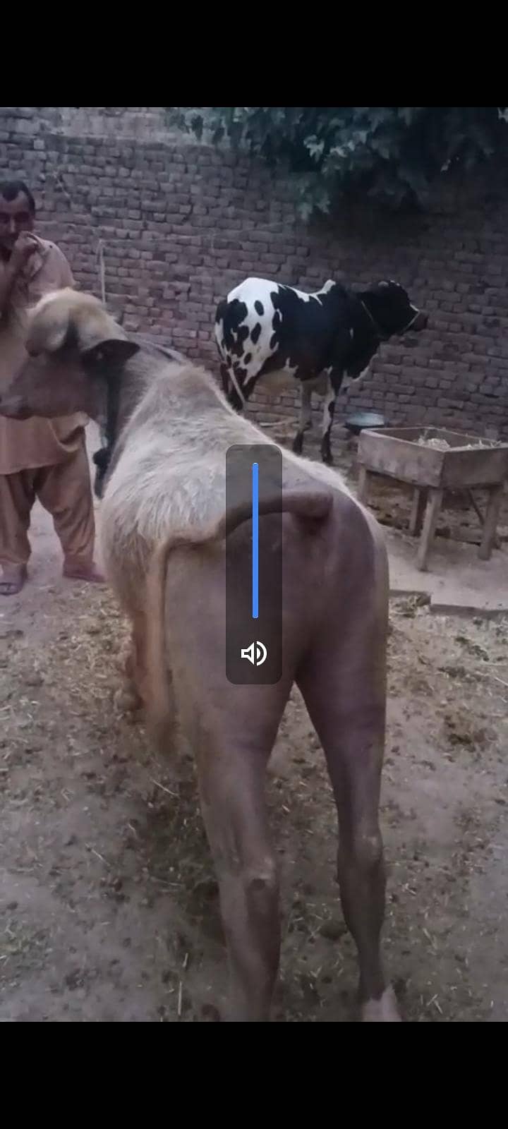 بچھڑا فار سیل 6
